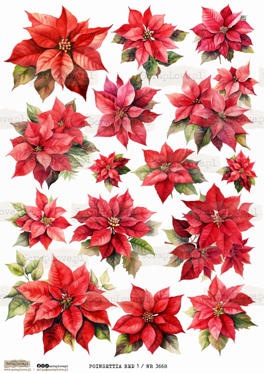 POINSETTIA RED 1 _ NR 3668.jpeg