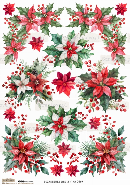 POINSETTIA RED 2 _ NR 3669.jpeg