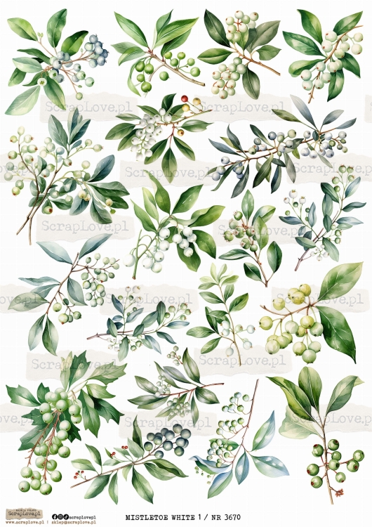mistletoe white 1 _ nr 3670.jpeg