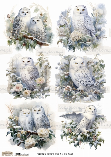WINTER SNOWY OWL 1 _ NR 3680.jpeg