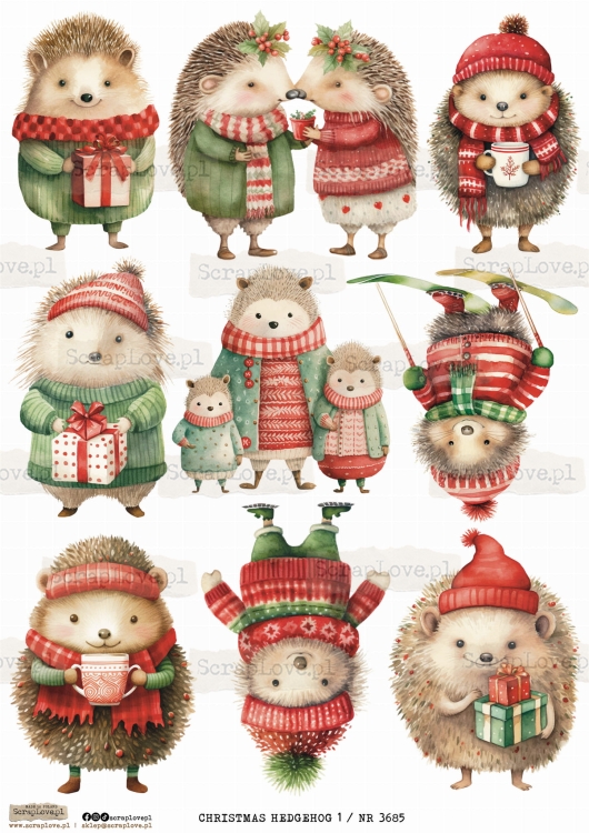 CHRISTMAS HEDGEHOG 1 _ NR 3685.jpeg