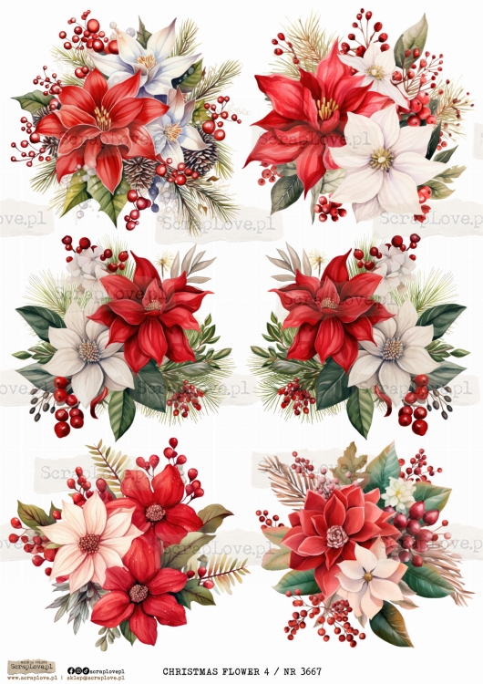 CHRISTMAS FLOWER 4 _ NR 3667.jpeg