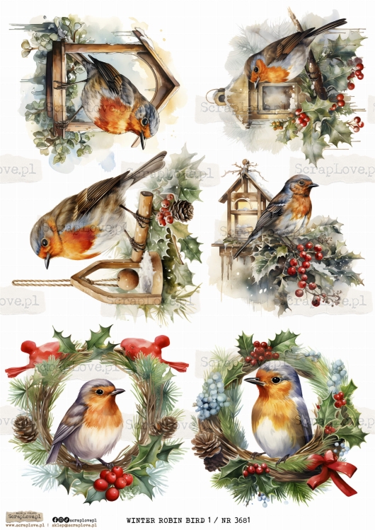WINTER ROBIN BIRD 1 _ NR 3681.jpeg