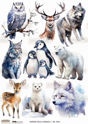 WINTER WILD ANIMALS _ NR 3686.jpeg