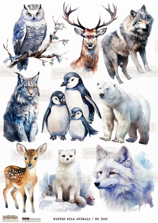 WINTER WILD ANIMALS _ NR 3686.jpeg