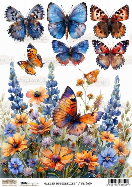 Garden butterflies 1 : NR 3859 .jpg
