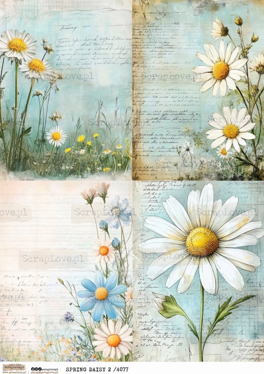spring daisy 2 4077.jpg