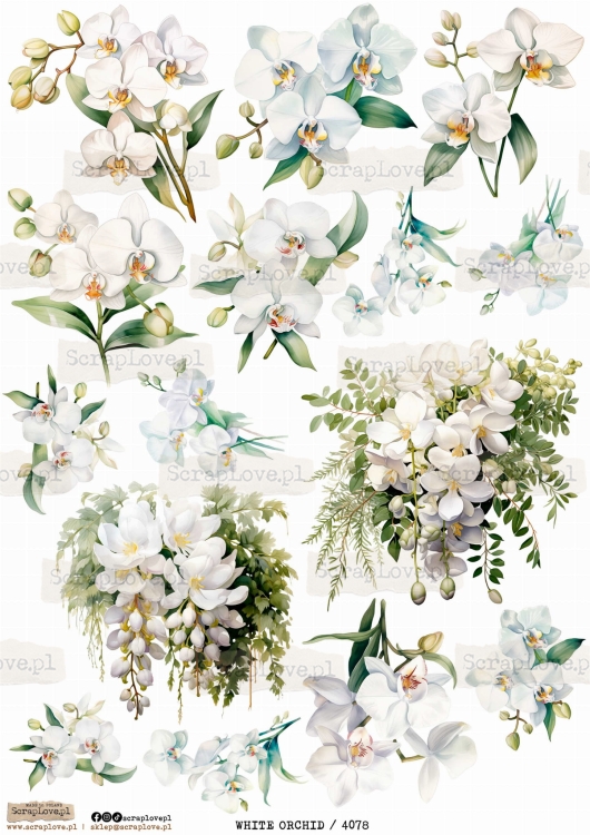white orchid 4078.jpg