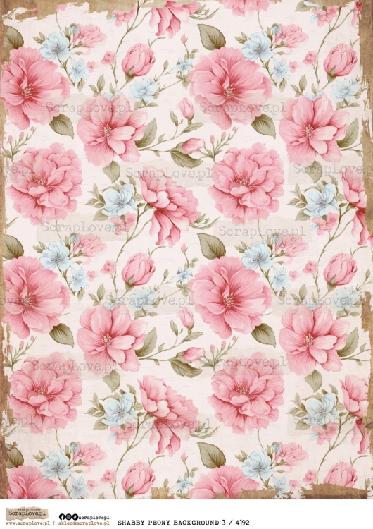SHABBY PEONY BACK 3 : 4192-1.jpg