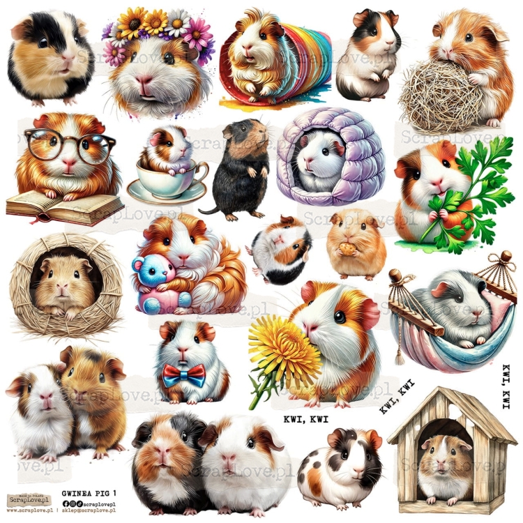 GWINEA PIG 1P Duży.jpeg