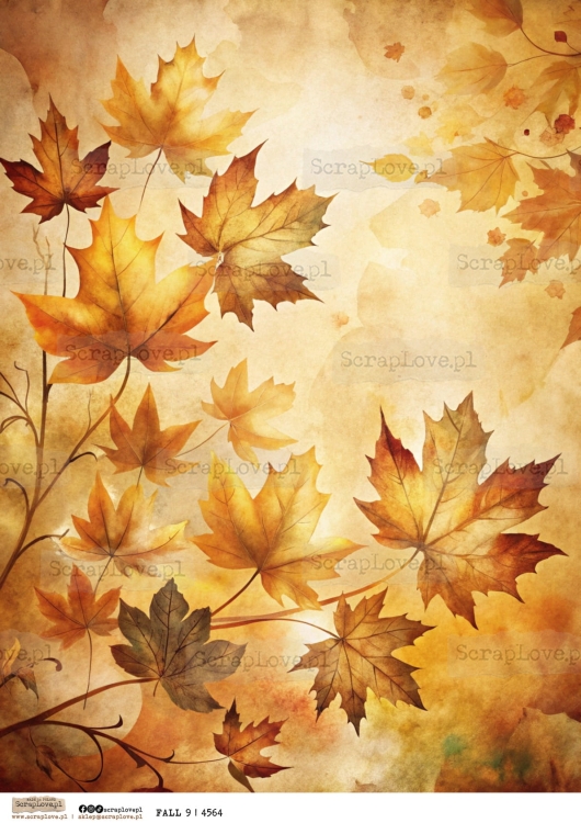 fall 9 | 4564 kopia-1.jpg