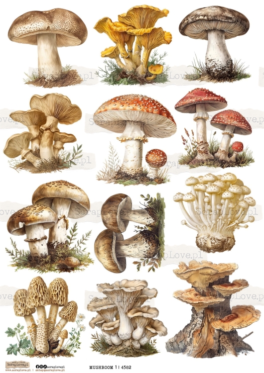 mushroom 1 | 4582-1.jpg
