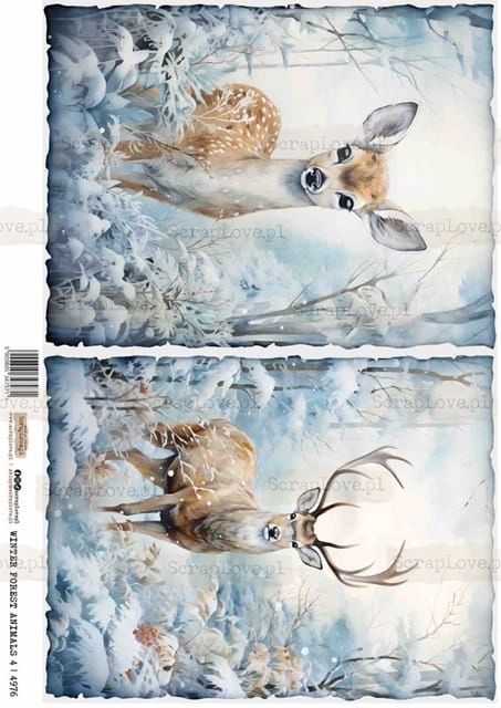 winter forest animals 4-1 Średni.jpeg