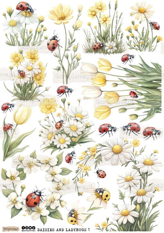 daisies and ladybugs 1-1.jpg