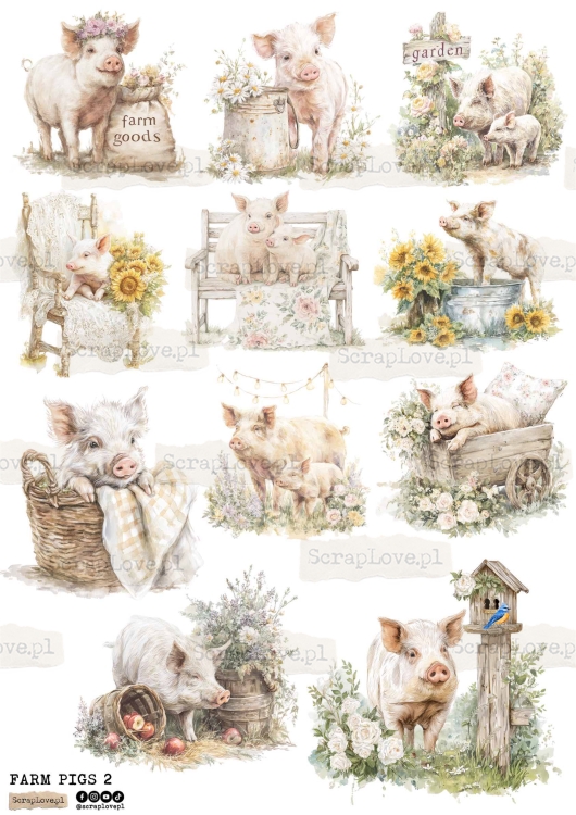 farm pigs 2-1.jpg