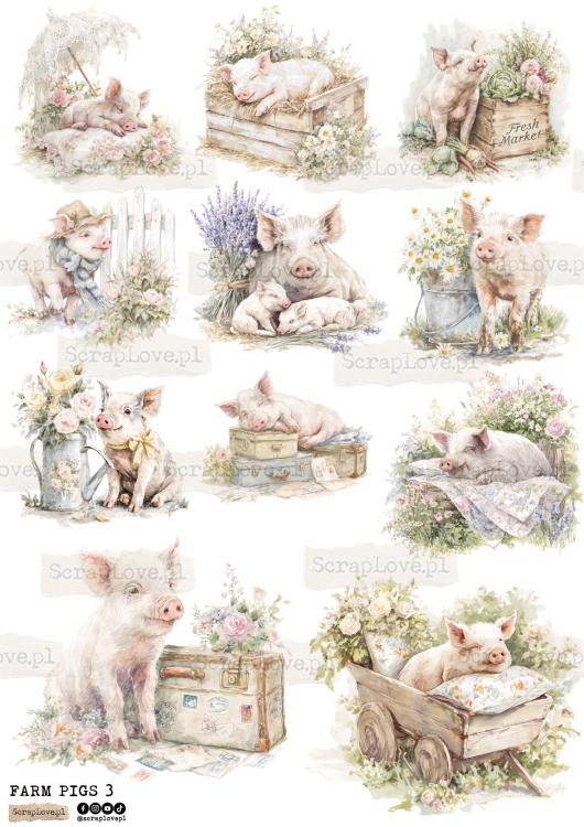 farm pigs 3-1.jpg