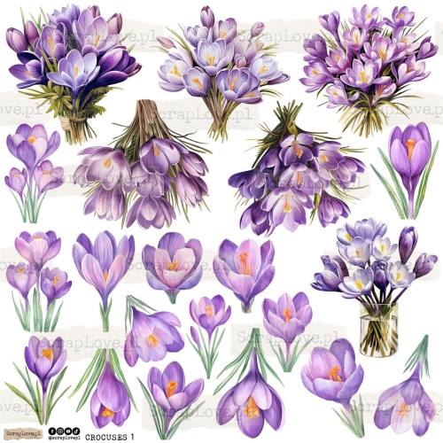 crocuses 1p Duży.jpeg