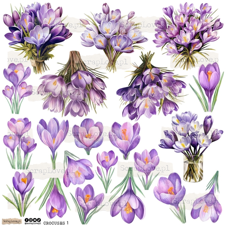 crocuses 1p Duży.jpeg