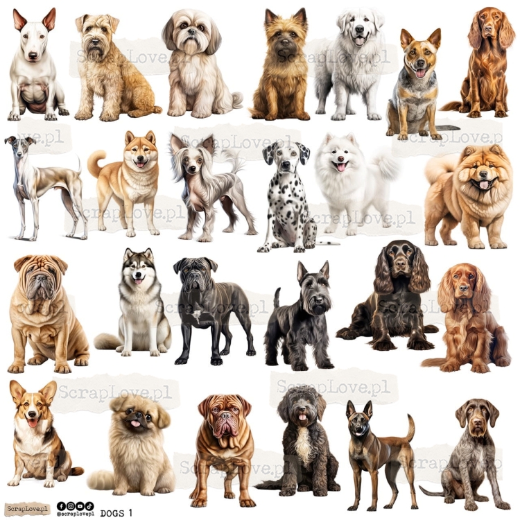 dogs 1p Duży.jpeg