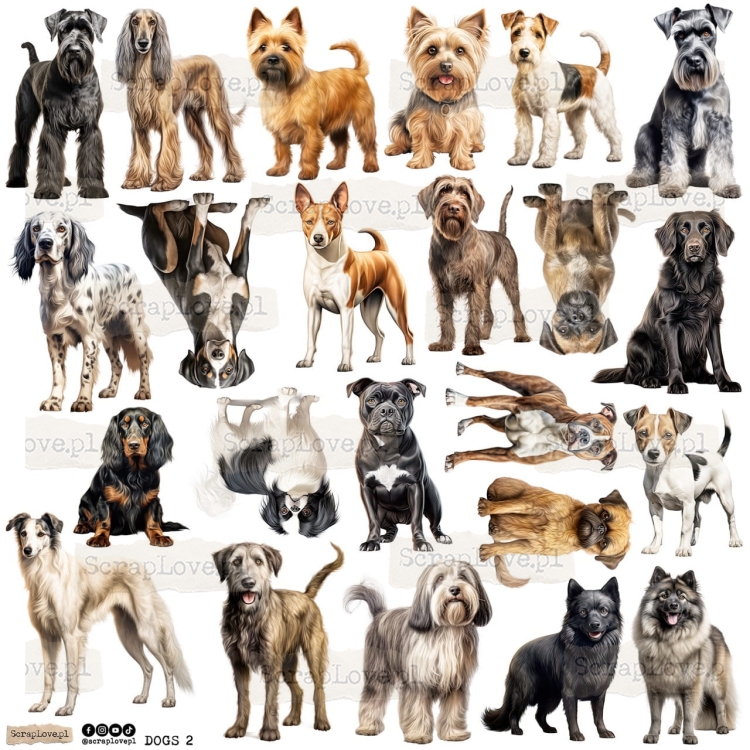 dogs 2p Duży.jpeg