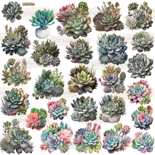 succulents p.jpeg
