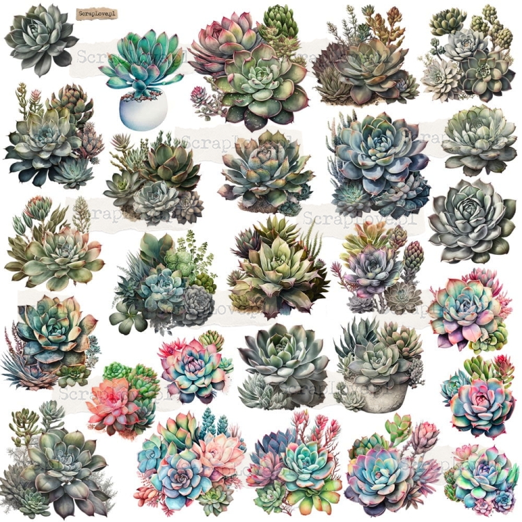 succulents p.jpeg