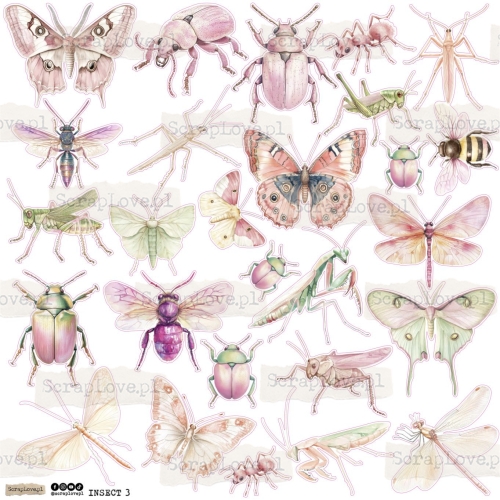 INSECT 3.jpg