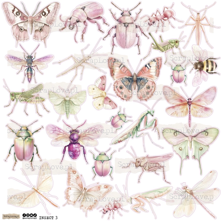 INSECT 3.jpg