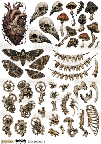 gabinet osobliwosci all-18.jpg