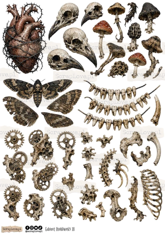gabinet osobliwosci all-18.jpg
