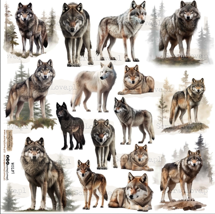 wolf 1.jpeg