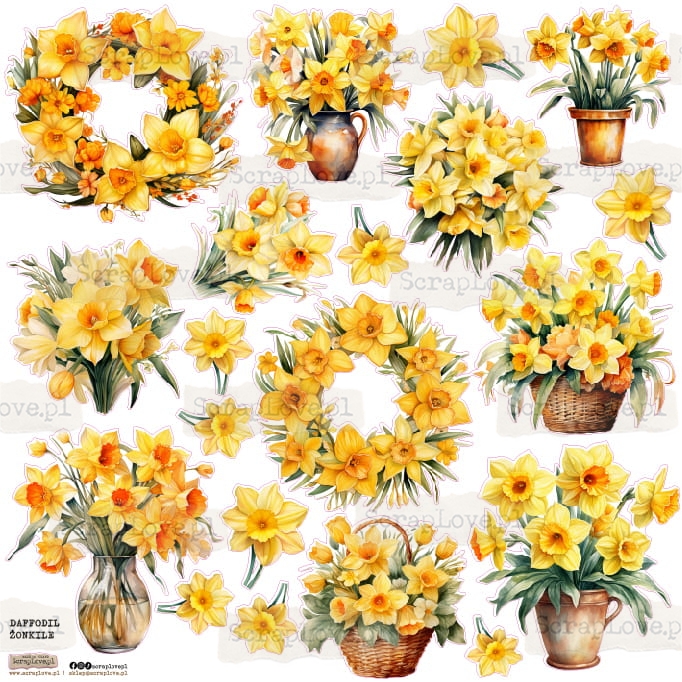 DAFFODIL ZONKILE.jpg