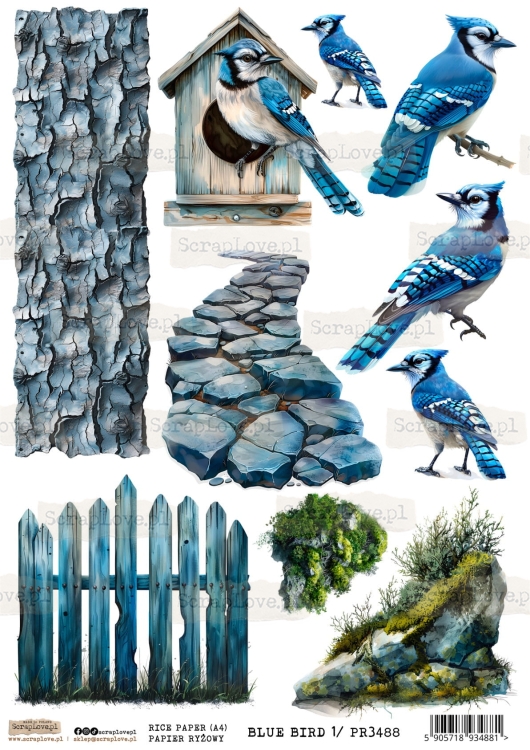 PR-BLUE BIRD 1-1.jpg