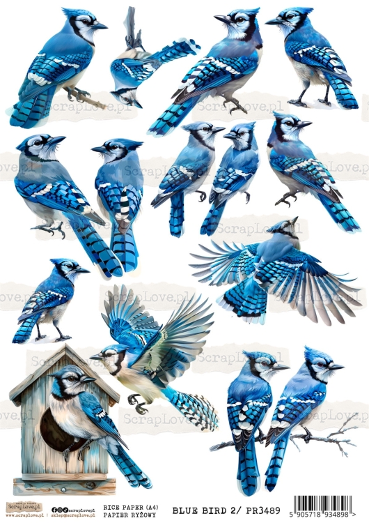 PR-BLUE BIRD 2-1.jpg